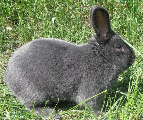 Комбикорм для откорма молодняка кроликов с 30 до 135 дней